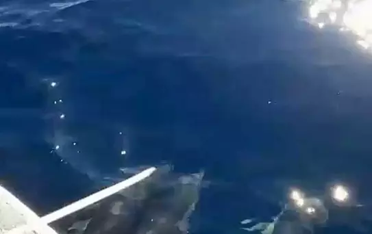 Kuşadası'nda Yunuslarla Balıkçı Yolculuğu