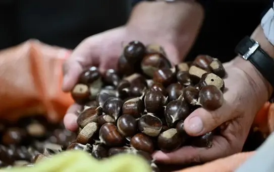 Kilosu 400 liraya satışa çıktı! Herkes bu lezzetin peşinde