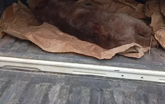 Yavru Ayı Ağaçtan Kurtarıldı