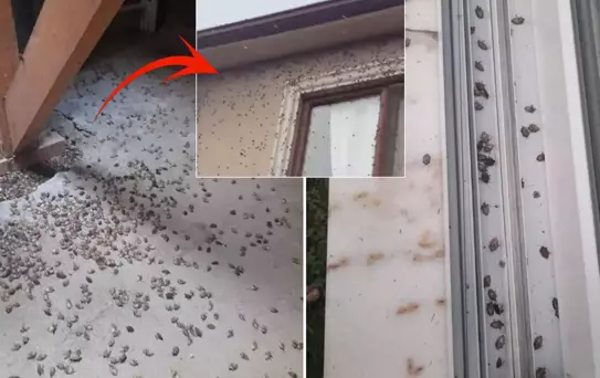 Dünyanın sonunu getireceği söylenen böcekle ilgili korkutan uyarı: Tüm Türkiye'ye yayılabilir