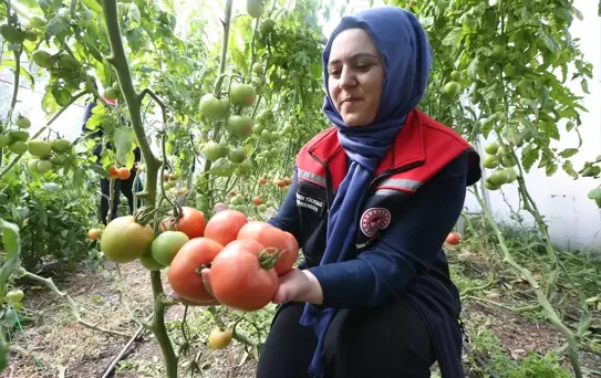 Bu görüntü 6 ay kar yağan ilden! Verim ihya etti, herkes yapmak istiyor