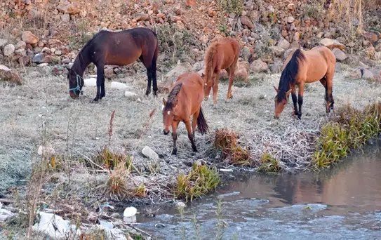 Sarıkamış'ta Kırağı Manzarası