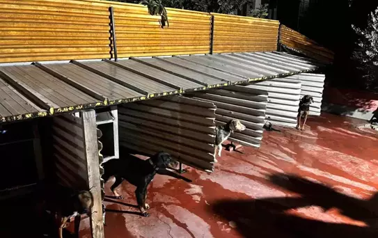 Balıkesir'de Köpeklere Eziyet Eden Kişiye Cezai İşlem