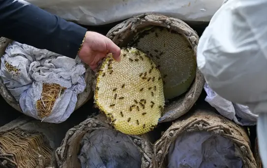 Van'da Turistler Arıcılığı Deneyimledi