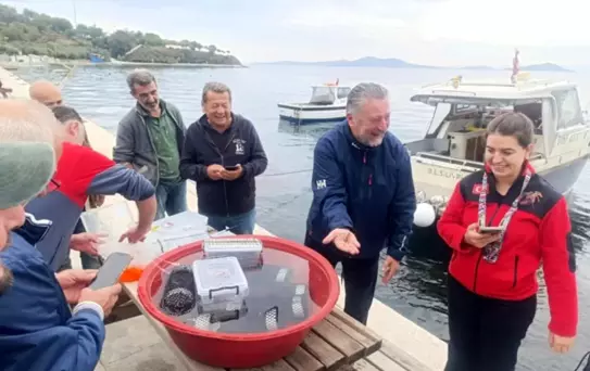 Marmara'da Istakoz Yavruları Denizle Buluştu