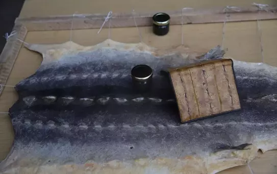 Nesli tükenme tehlikesi altındaki mersin balığını korumak için 15 yıldır çalışıyorlar