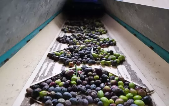 Alanya'da Zeytin Hasadı Başladı