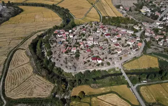 Tosya'da Çeltik Rekoltesi Yüzde 40 Düştü