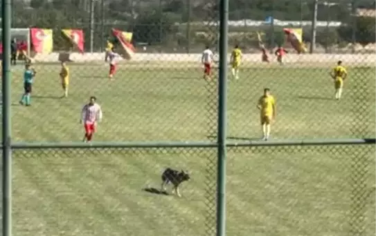 Keçiborlu Belediyespor'un Maçında Saha İçi Kaza: Köpek İçeri Girdi