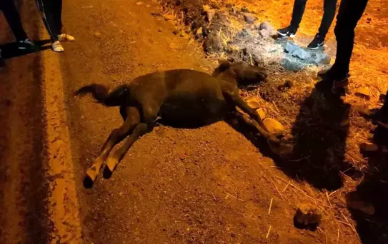Siirt'te Atla Otomobil Çarpıştı