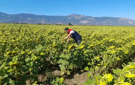 Söke'de Pamuk ve Ayçiçeği Saha Çalışmaları