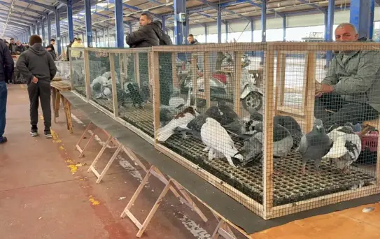 Çorlu'da Trakya'nın En Büyük Güvercin Pazarı