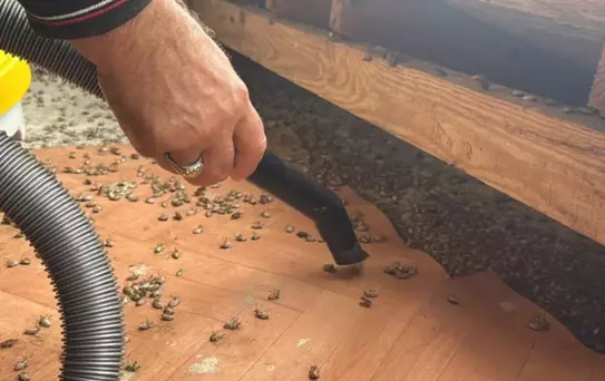Artık tüm Türkiye'nin belası! Marketleri de istila edecekler