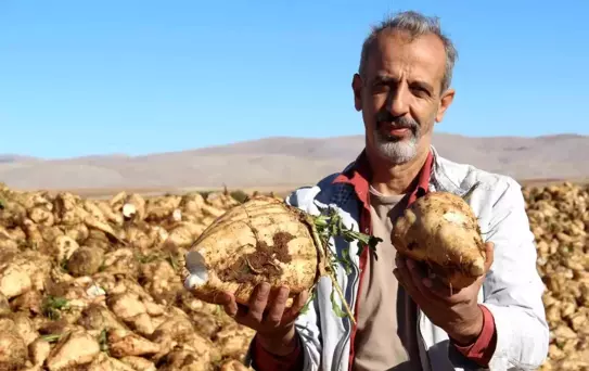 Kahramanmaraş'ta Şeker Pancarı Hasadı Başladı