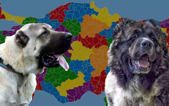 Karslılar ile Sivaslılar karşı karşıya: Kangal mı yoksa Kafkas çoban köpeği mi?