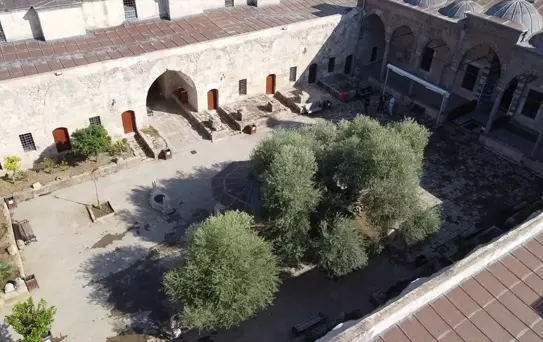 1358 Yaşındaki Zeytin Ağaçları Hasat Ediliyor