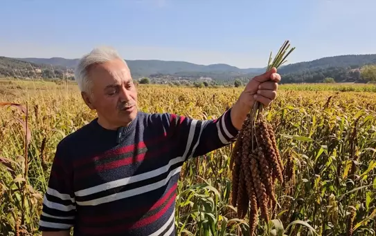 Sındırgı'da Daldarı Hasadı Başladı