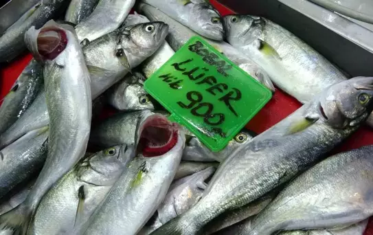 Lüfer Balmı Sıra Dışı Bollukta