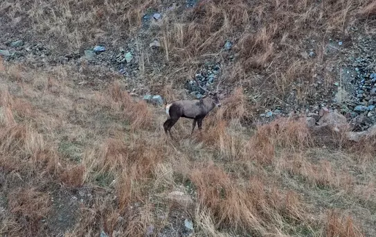 Kızıl Geyikler Hanönü'nde Dronla Görüntülendi