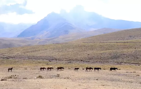 Erciyes'te Yılkı Atları Özgürce Yaşıyor
