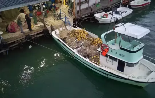 Türkeli'de Palamut Bolluğu