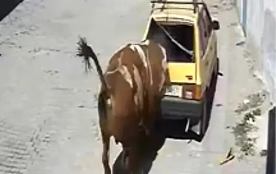 Kaçan Boğa Kasabayı Felç Etti