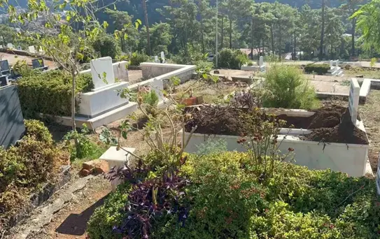 Marmaris'te Yaban Domuzu Sorunu Büyüyor