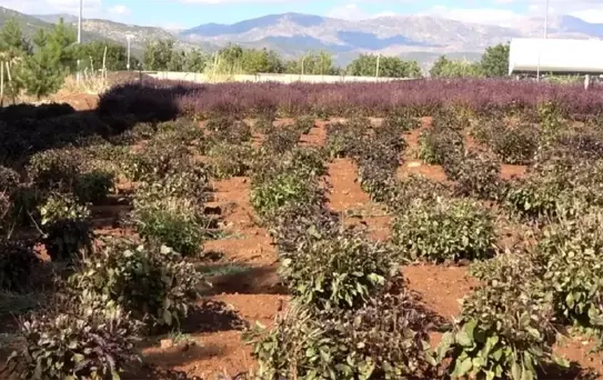 Reyhan Çiçeği Arıcılığı Canlandırdı