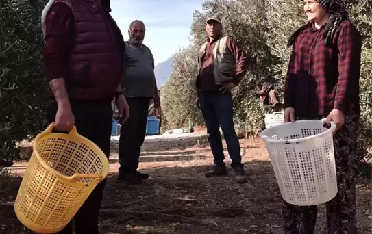 Manisa'da Zeytin Hasat Dönemi Başladı