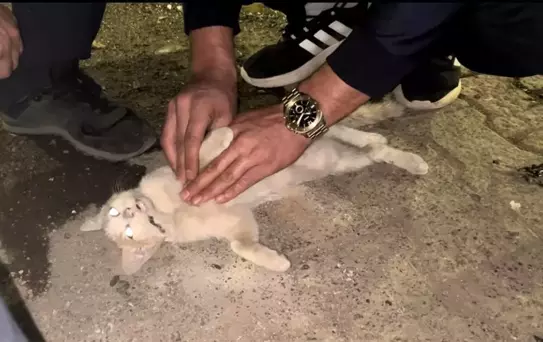 Bingöl'de İtfaiye Personeli Kediye Kalp Masajı Yaptı, Kurtarılamadı