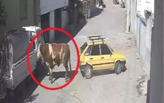 Boğa, Park Halindeki Araca Zarar Verdi