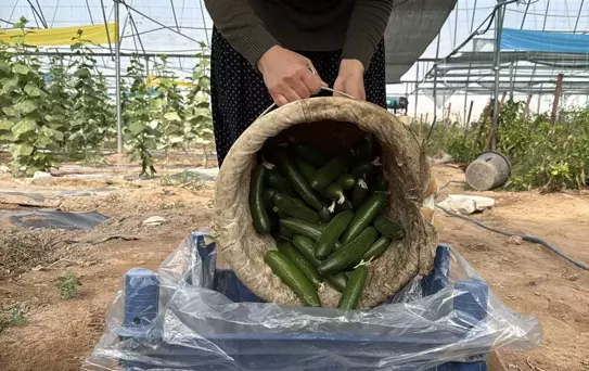 Kadın Girişimciden Sera Başarısı