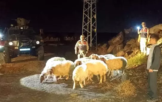 Kilis'te Kaybolan 11 Koyun Bulundu