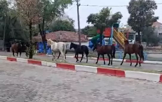 Hayrabolu'da Başıboş Atlar Trafiği Felç Etti