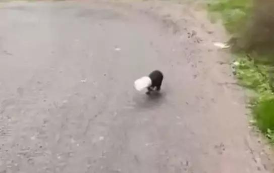 Yavru Köpeği Kurtaran Şoför