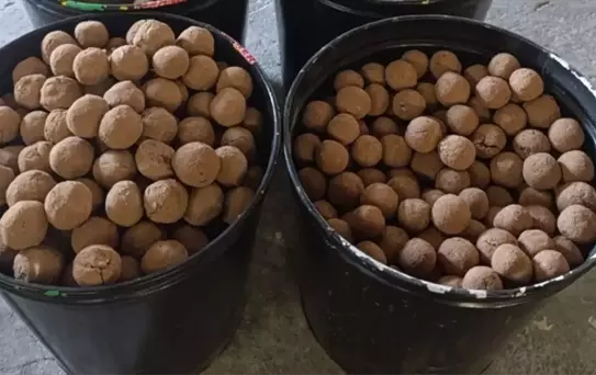 Beypazarı'nda 20 Bin Tohum Topu Üretildi
