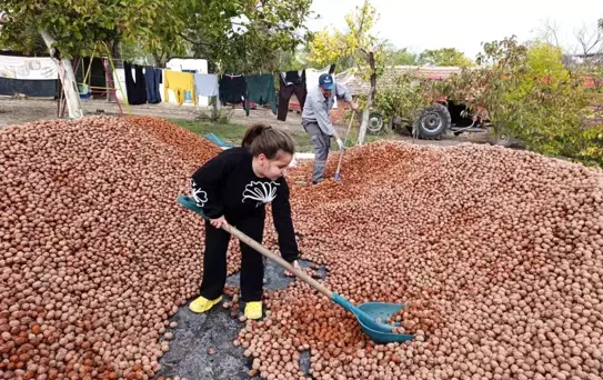 Edirne'de Ceviz Hasadı Başladı