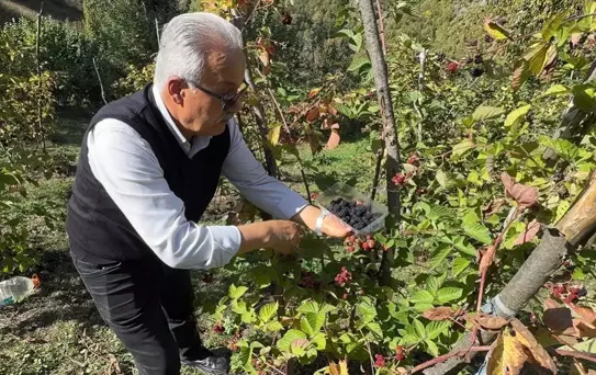 Giresun'da Ahududu ve Böğürtlen Hasadı Başladı