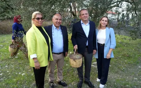 Ayvalık'ta Zeytin Hasadı ve İhracat Hedefleri