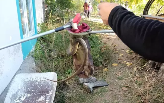 Yılan, evde korkuya neden oldu