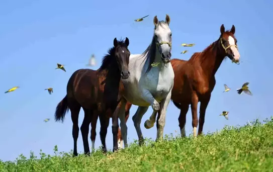 Arap Tayları Açık Artırmada