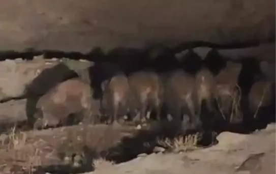 Yaban Domuzları Esenyamaç'ta Görüntülendi