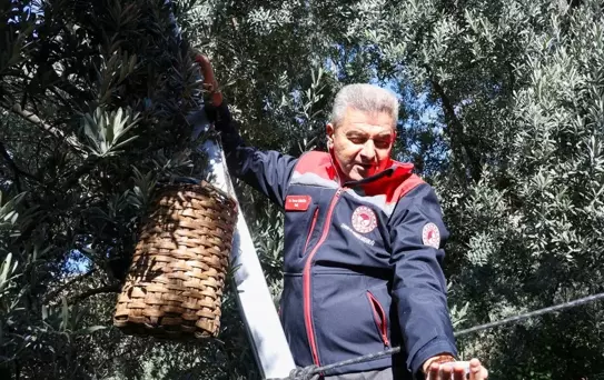 Butko Zeytini Hasadı Başladı
