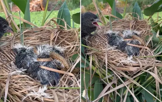 Bir annenin çaresizliği: Kayda alan kişi müdahale etmedi, videoyu izleyenler kahroldu