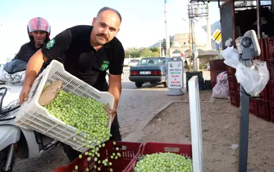 Fethiye'de Zeytin Hasadı Devam Ediyor