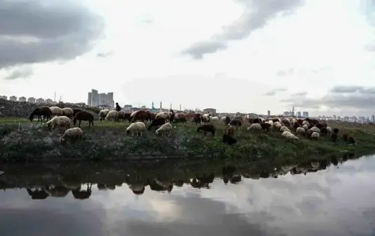 Küçükçekmece Gölü'nde Kirlilik Alarmı