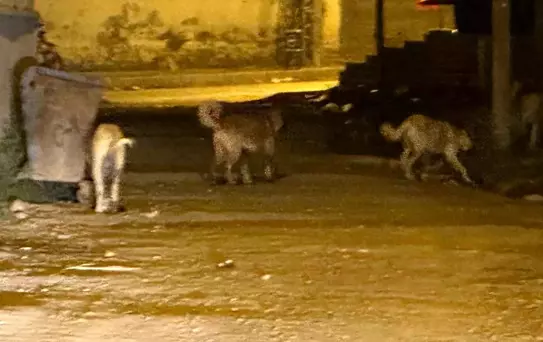 Kağızman'da Sokak Köpeği Endişesi