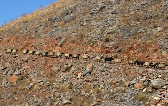 Göçerler Bitlis'ten Dönüşte