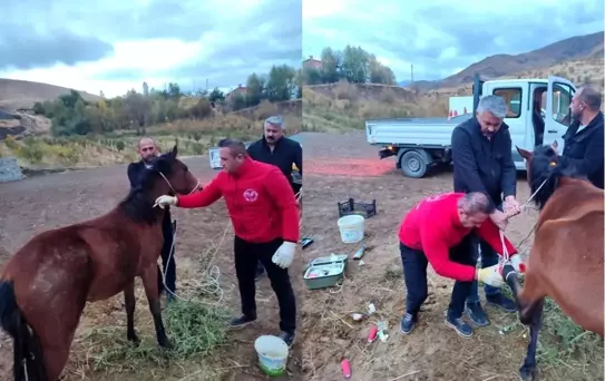 Hakkari'de Kırık Ayağı Olan At Kurtarıldı