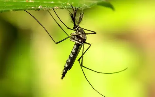 İzlanda'da İlk Sivrisinek Keşfi